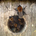 Bumble bee sounds inspiration